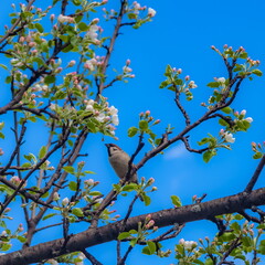 A sparrow on an apple tree branch with flowers in spring
