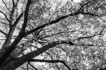 Trees in the fall monochrome with backlit