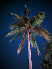 Florida Nature