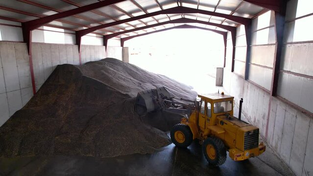 A wheel loader collects sunflower seeds in heaps inside a granary. High quality 4k footage
