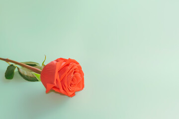 Red rose flower on colored paper background.