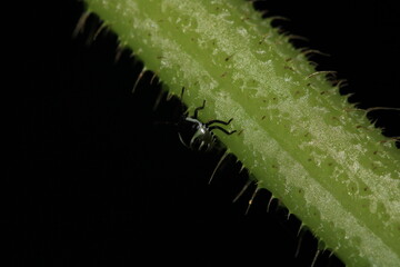 Halyomorpha Halys insect macro photo
