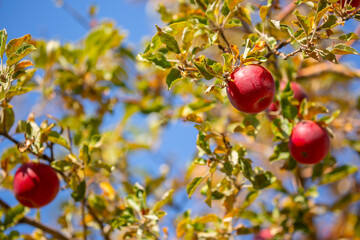 Harvest of apples on a plantation in the garden. Fruit trees with apples. Ripe fruits on the branches of a tree. Gardening in agriculture.