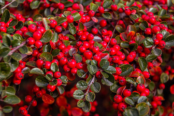 Red berries among green leaves