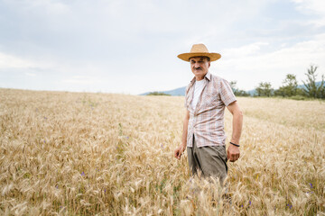 Naklejka na ściany i meble one man senior male farmer standing in the wheat golden yellow agricultural field checking grain quality in sunny day wear straw hat and mustaches real people copy space front view