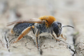 Closeup on a colorful female red-tailed mining bee, Andrena haemorrhoa sitting on wood