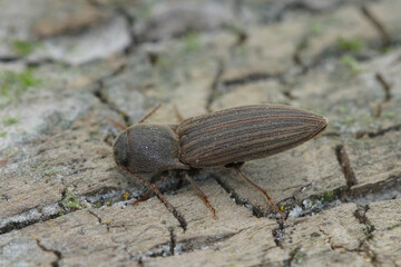 Closeup on a striped brown clicking beetle, Agriotes lineatus, a pest species for crops and agriculture