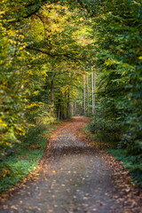 Fototapeta na wymiar Waldweg mit Herbstlaub im Herbst und weitem Blick