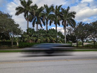 Fototapeta premium Florida Nature