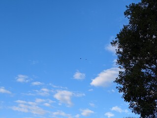 Obraz premium Florida Nature