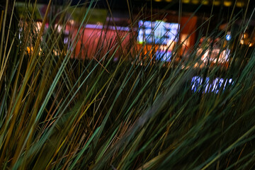 Green grass against the backdrop of the lights of the night city