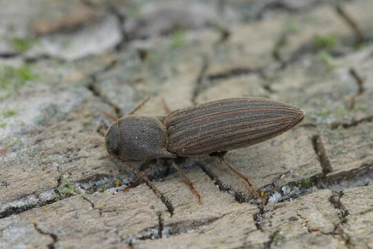 Closeup on a striped brown clicking beetle, Agriotes lineatus, a pest species for crops and agriculture