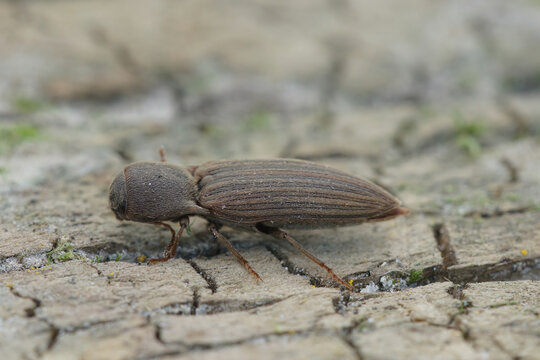 Closeup on a striped brown clicking beetle, Agriotes lineatus, a pest species for crops and agriculture