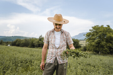 one man senior caucasian farmer checking alfalfa Medicago sativa lucerne plantation in summer day agriculture and farming concept real authentic people copy space - obrazy, fototapety, plakaty