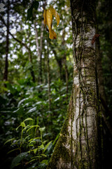 Fototapeta premium Rain in the jungle, Spider Web Costa Rica
