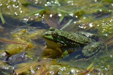 a big green frog in the lake
