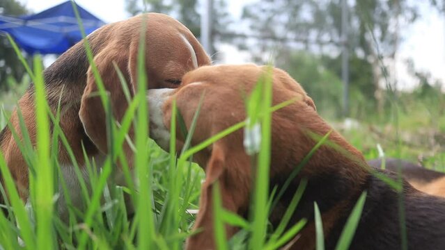 Beagle dogs play on the green grass in the park.