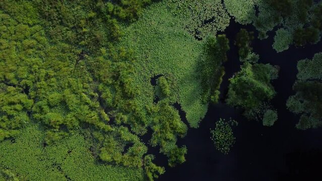 Aerial view of a swamp with greenery and moss covering its surface
