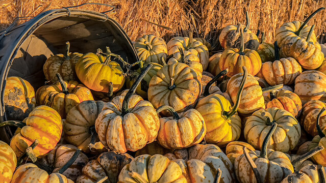 Miniature yellow and orange pumpkins displayed with a gray wood basket and hay (16 x9 dimension) 