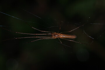 natural tetragnatha extensa spider macro photo