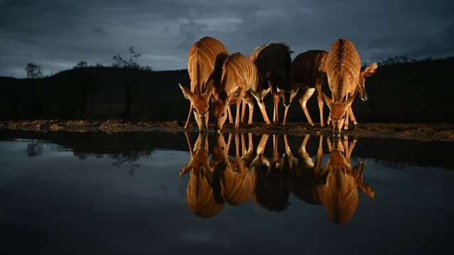 Herd of nyala visiting a water hole in late evening in South Africa