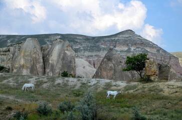 mighty rock formation with plants in foreground in Cappadocia, turkey