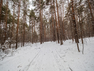 Fototapeta premium Birch and pine forest in winter day with fresh white snow