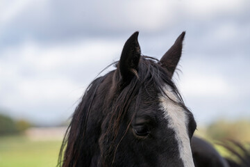 black horse close up