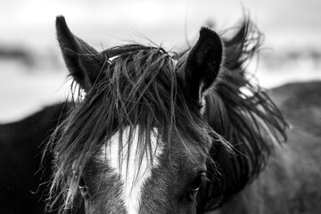 Black and white horse with ears and blaze