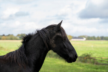 Friesian yearling horse with beautiful ears