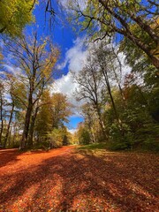 autumn in the forest