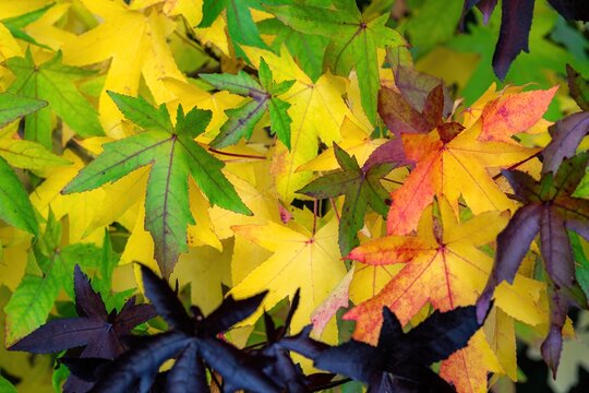buntes Herbstlaub (Amberbaum)