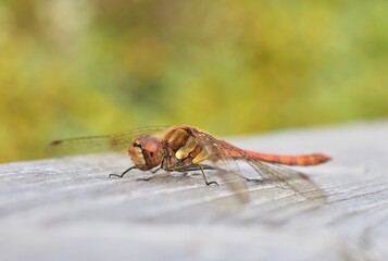 Südliche Heidelibelle (Sympetrum meridionale)