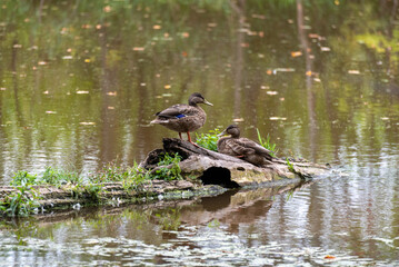 Mallards Resting On A Log In The River