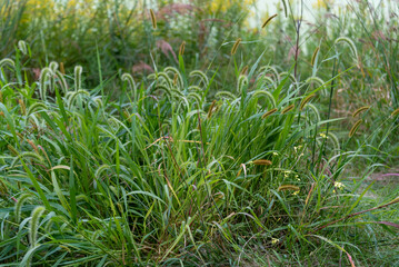 Canada Wild Rye Grass Growing Near The Pond