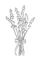 Line bouquet of lavender flowers