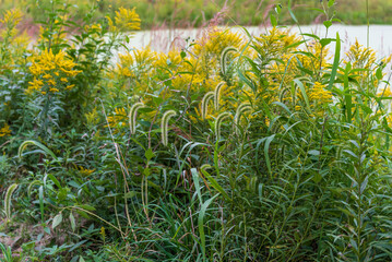 Canada Wild Rye Grass Growing Near The Pond