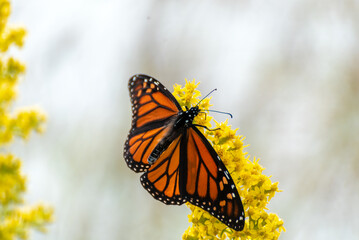 Monarch Butterfly On Goldenrod In September