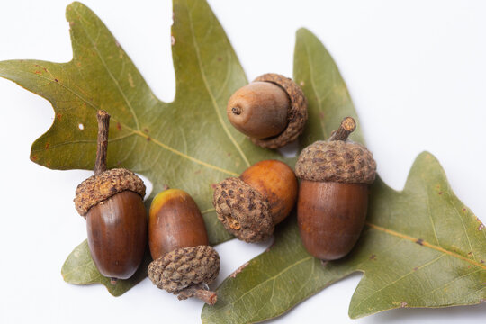 Fototapeta Acorns with oak leaf