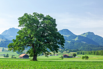 Panoramic view of tree, green alpine meadows and mountains