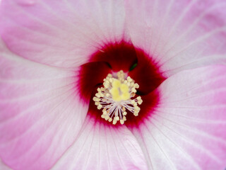 Pink Hibiscus Flower