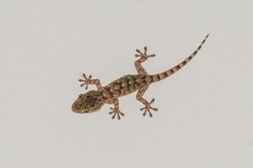 Naklejka premium Small gecko on the house wall