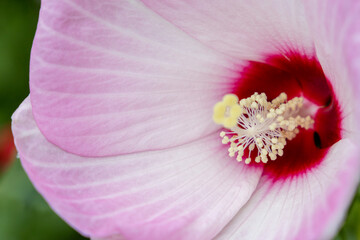 Pink Hibiscus Flower
