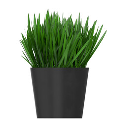 3d rendering illustration of grass in a pot