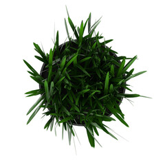 3d rendering illustration of grass in a pot