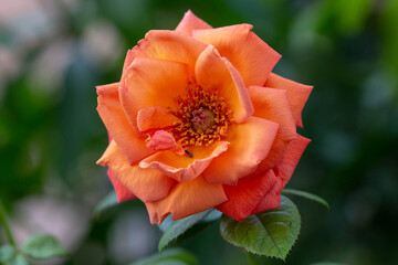 A red-orange rose blooms in the garden. Close-up