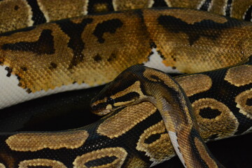 Obraz premium serpiente