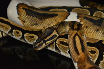 serpiente