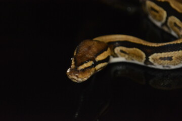 Obraz premium serpiente