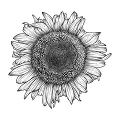 Hand drawn line art sunflower illustration isolated on white background